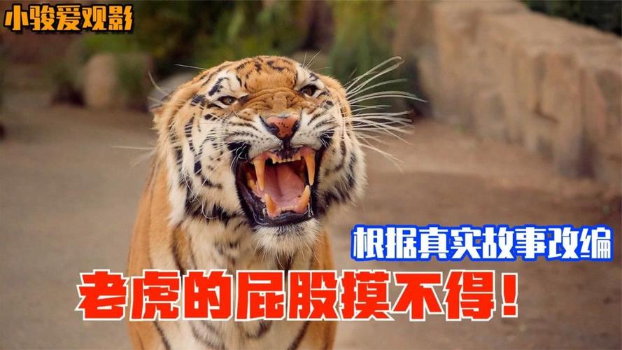 新澳门彩历史开奖记录走势图和摸老虎屁股遭扑咬与摸老虎屁股遭扑咬视频