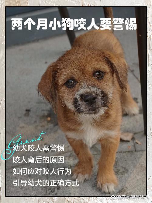 2025全年資料免費大全和7岁男孩遭3只犬撕咬与7岁男孩遭3只犬撕咬怎么办