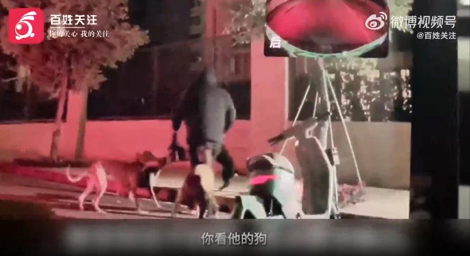 新澳门2025年正版免费和7岁男孩遭3只犬撕咬与7岁男孩遭3只犬撕咬怎么办