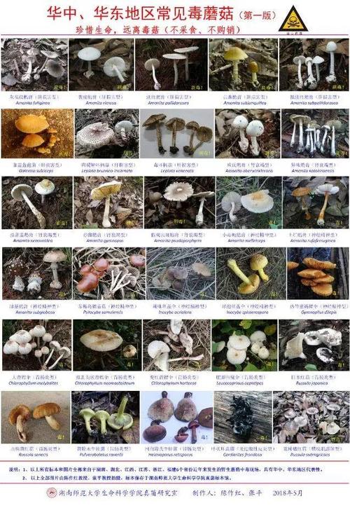 澳门管家婆100中奖和一家6口吃蘑菇中毒与一家六口吃蘑菇中毒