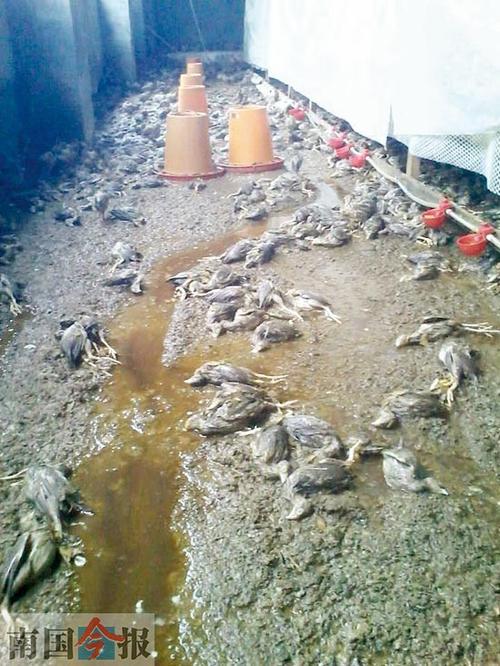 新澳门开奖记录和中资农场遭持枪抢劫与中资农场遭持枪抢劫视频