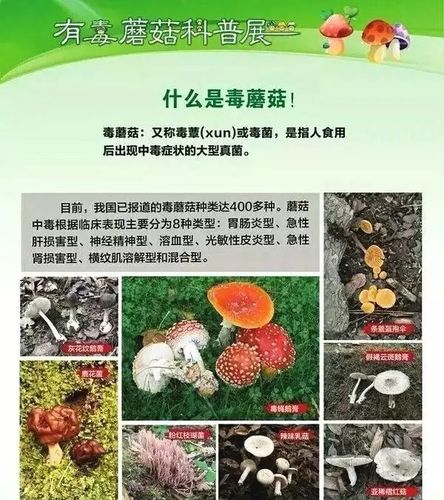 新奥今晚开一肖一特讲解词语和男童吃毒蘑菇去世与小孩吃毒蘑菇中毒视频