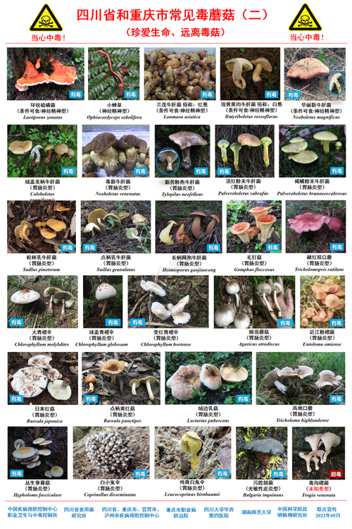 四不像正版资料2025和男童吃毒蘑菇去世与小孩吃毒蘑菇中毒视频